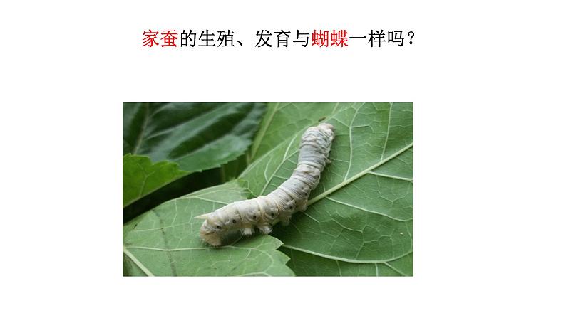 人教版生物八下《第一章 第二节 昆虫的生殖和发育》课件第3页