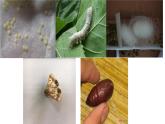 人教版生物八下《第一章 第二节 昆虫的生殖和发育》课件