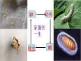 人教版生物八下《第一章 第二节 昆虫的生殖和发育》课件