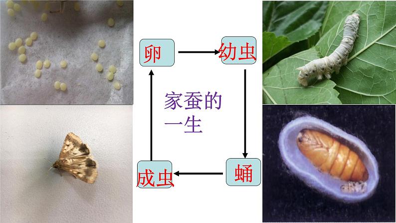 人教版生物八下《第一章 第二节 昆虫的生殖和发育》课件第5页