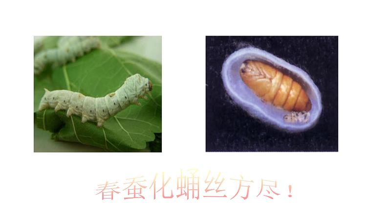 人教版生物八下《第一章 第二节 昆虫的生殖和发育》课件第6页