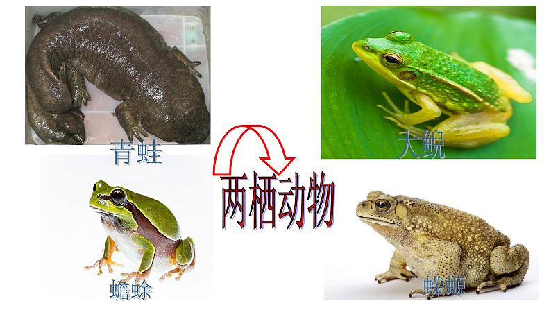 人教版生物八下《第一章 第三节 两栖动物的生殖和发育》课件02