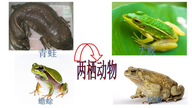 人教版 (新课标)八年级下册第三节 两栖动物的生殖和发育优质课件ppt-教习网|课件下载