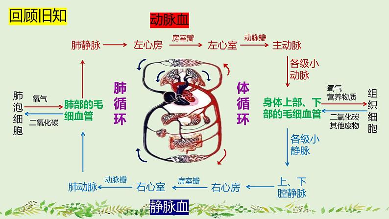 4-4-4输血与血型-【同步备课】2021-2022学年七年级生物下学期优质教学课件（人教版）第2页