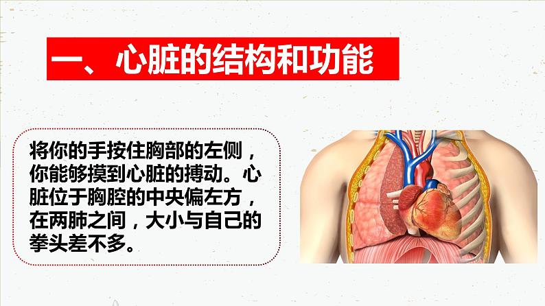 4-4-3输送血液的泵——心脏-2021-2022学年七年级生物下学期同步精品课件（人教版）04