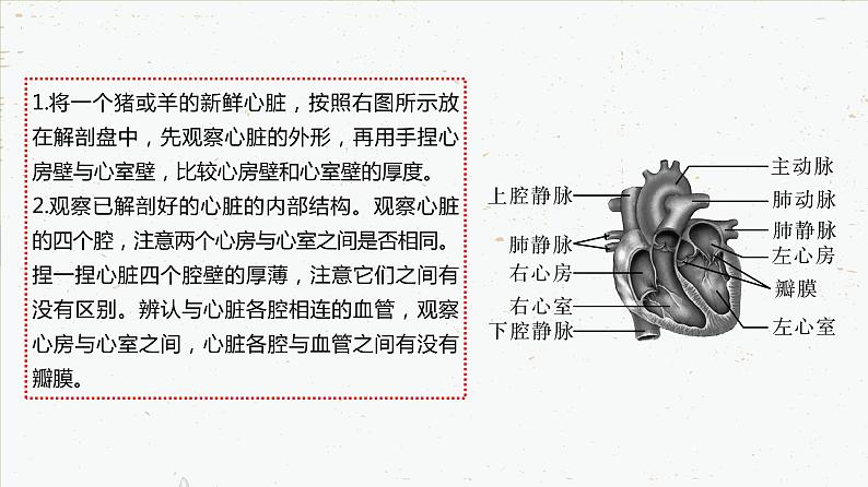 4-4-3输送血液的泵——心脏-2021-2022学年七年级生物下学期同步精品课件（人教版）06