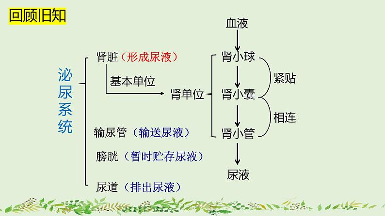 4-5人体内废物的排出（第2课时）-【同步备课】2021-2022学年七年级生物下学期优质教学课件（人教版）第2页