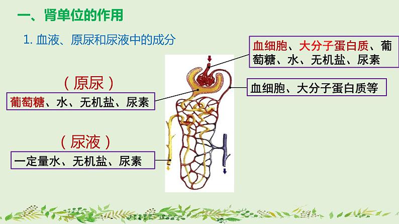 4-5人体内废物的排出（第2课时）-【同步备课】2021-2022学年七年级生物下学期优质教学课件（人教版）第7页