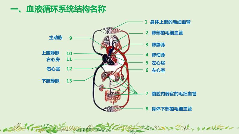 4-4-3输送血液的泵——心脏（第2课时）-【同步备课】2021-2022学年七年级生物下学期优质教学课件（人教版）04