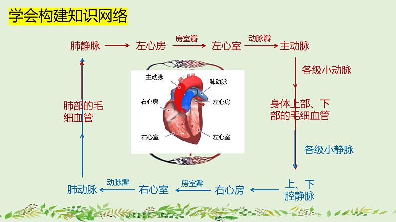 4-4-3输送血液的泵——心脏（第2课时）-【同步备课】2021-2022学年七年级生物下学期优质教学课件（人教版）05