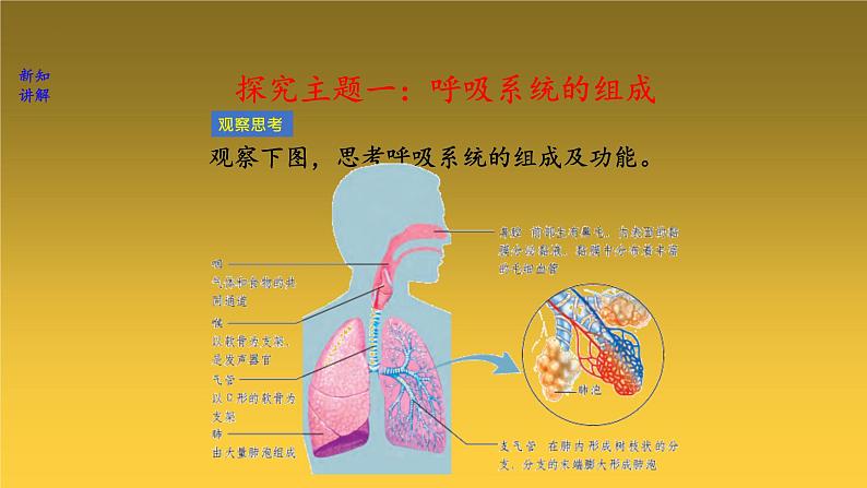 3-2-1人体与外界的气体交换-【备好公开课】2021-2022学年七年级生物下学期同步精品课件（济南版）第4页