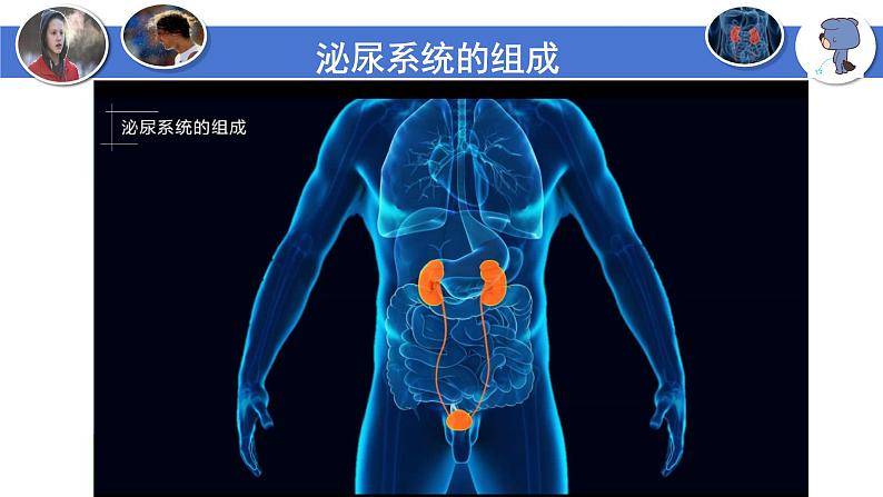 4-5人体内废物的排出-【高效同步】2021-2022学年七年级生物下学期同步精品备课课件（人教版）06