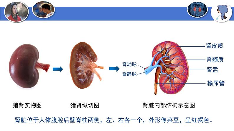 4-5人体内废物的排出-【高效同步】2021-2022学年七年级生物下学期同步精品备课课件（人教版）08