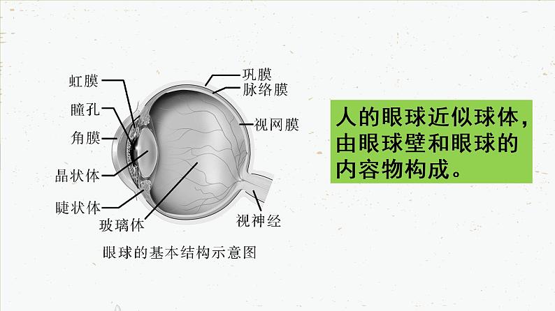 4-6-1人体对外界环境的感知-2021-2022学年七年级生物下学期同步精品课件（人教版）第6页