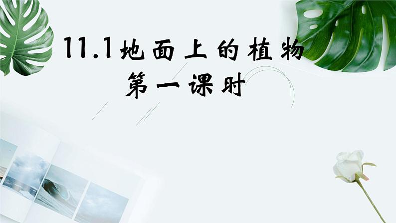 11-1地面上的植物（第一课时）-【备课精选】2021-2022学年七年级生物下册同步教学精品课件（苏科版）01