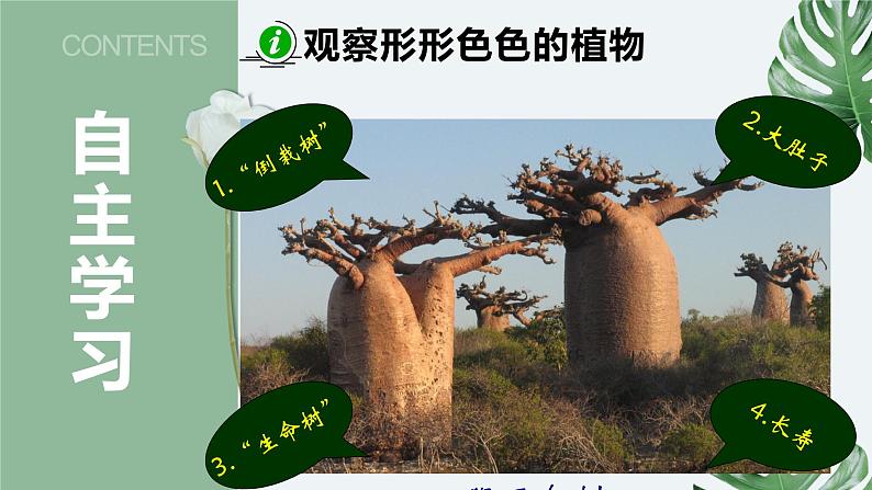 11-1地面上的植物（第一课时）-【备课精选】2021-2022学年七年级生物下册同步教学精品课件（苏科版）03