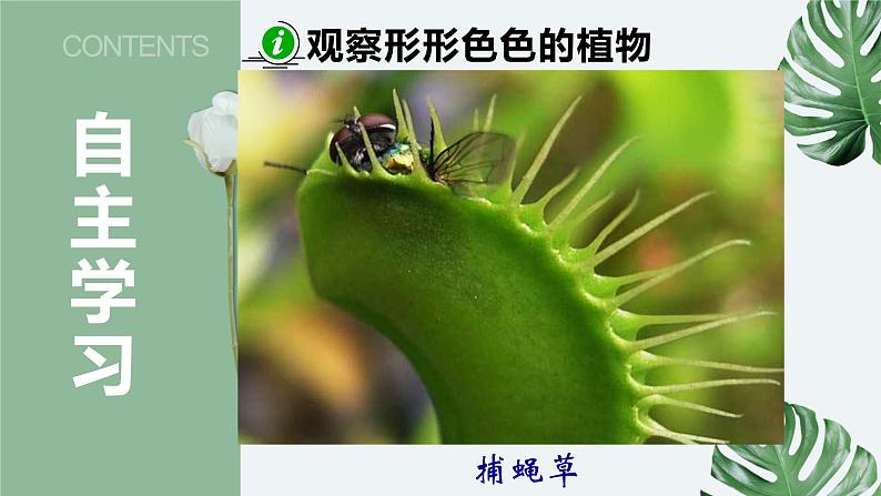 11-1地面上的植物（第一课时）-【备课精选】2021-2022学年七年级生物下册同步教学精品课件（苏科版）04