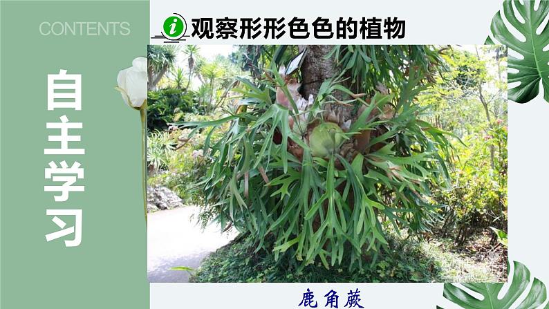 11-1地面上的植物（第一课时）-【备课精选】2021-2022学年七年级生物下册同步教学精品课件（苏科版）08