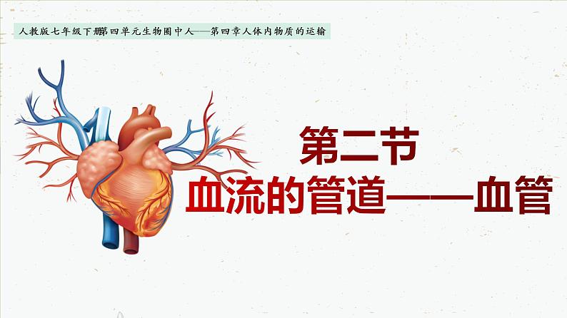 4-4-2血流的管道——血管-2021-2022学年七年级生物下学期同步精品课件（人教版）01