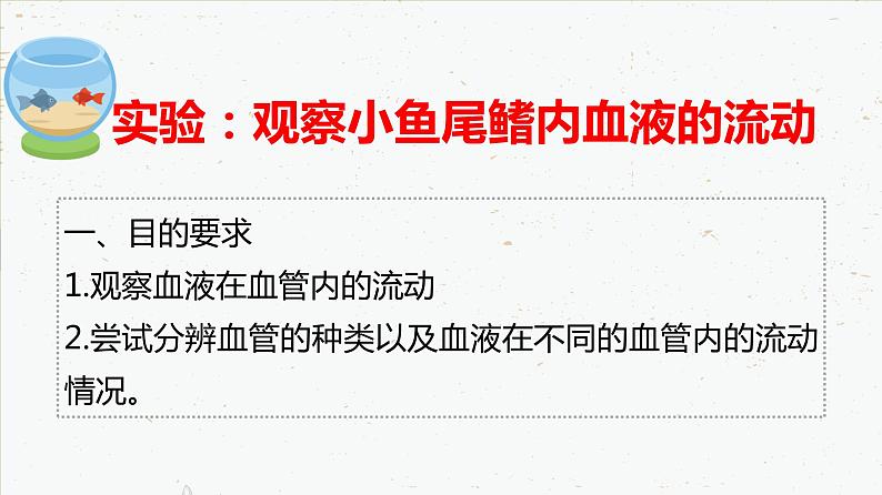 4-4-2血流的管道——血管-2021-2022学年七年级生物下学期同步精品课件（人教版）04