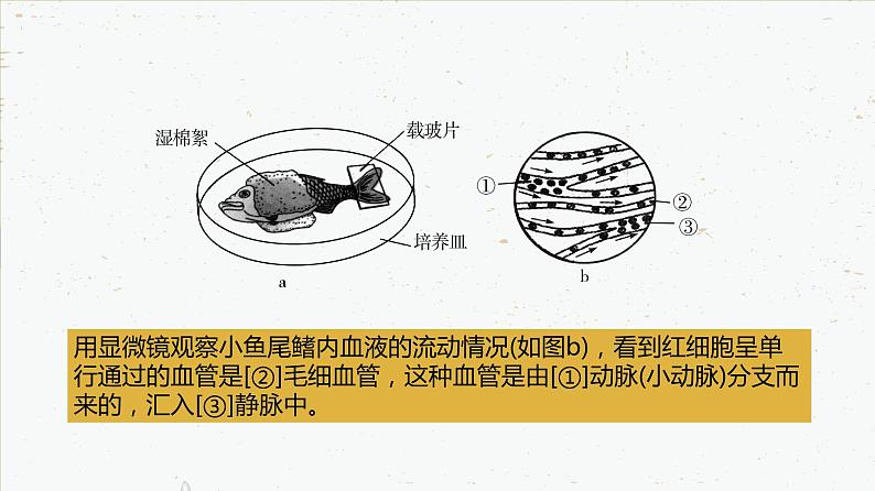 4-4-2血流的管道——血管-2021-2022学年七年级生物下学期同步精品课件（人教版）07