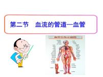 2020-2021学年第二节 血流的管道──血管课堂教学ppt课件