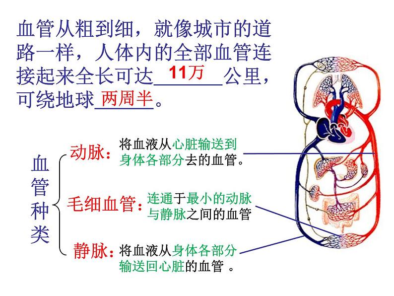 第四章第二节 血管（上课亲用）课件PPT03