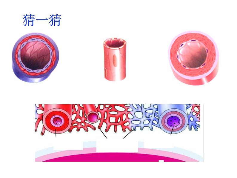 第四章第二节 血管（上课亲用）课件PPT04