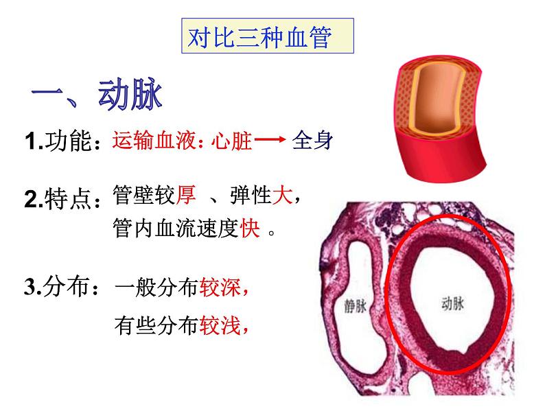 第四章第二节 血管（上课亲用）课件PPT05