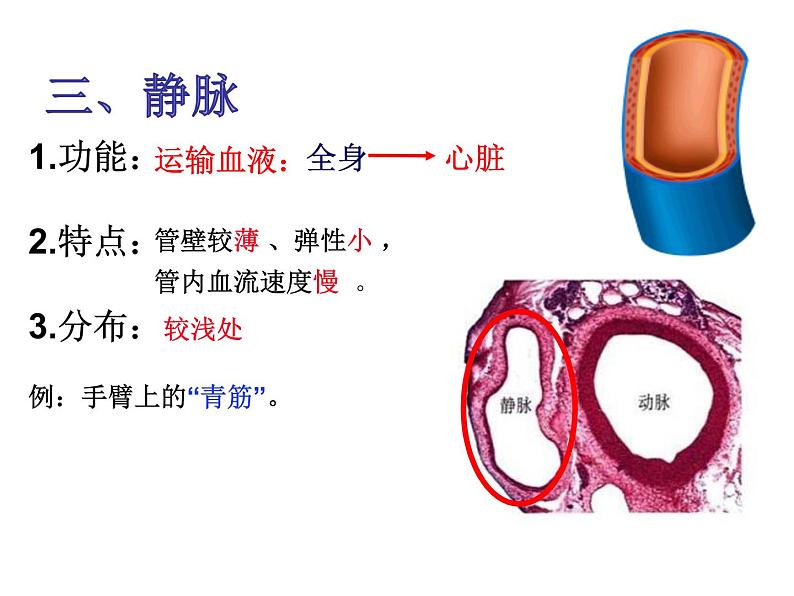 第四章第二节 血管（上课亲用）课件PPT08