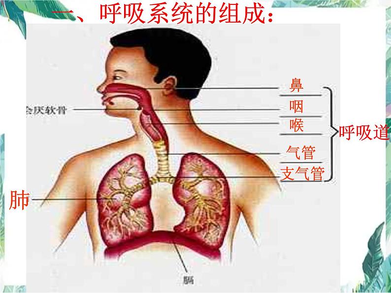 《人体的呼吸》复习优质课件第3页