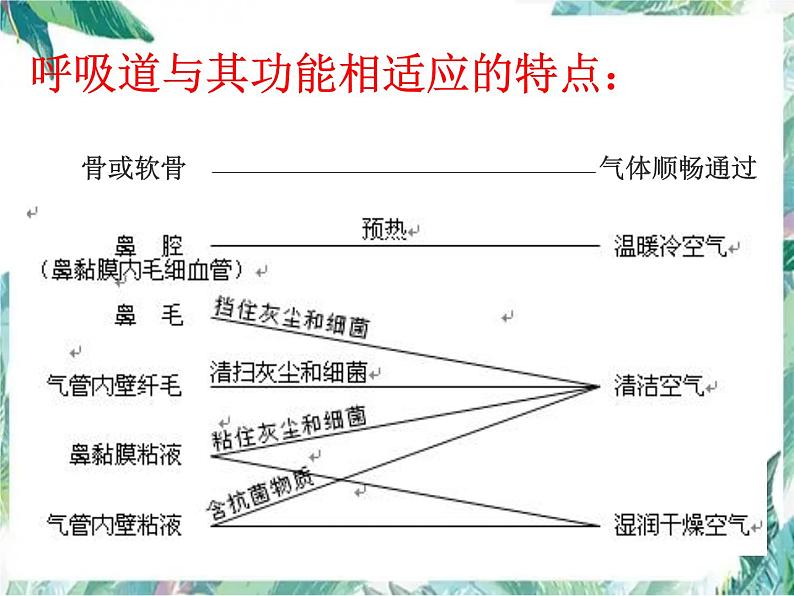 《人体的呼吸》复习优质课件第5页