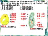 动物体与植物体的结构层次复习优质课件