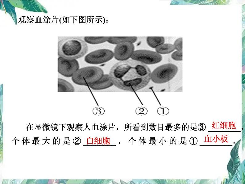 中考生物复习课件：人体内的物质运输 优质课件第6页