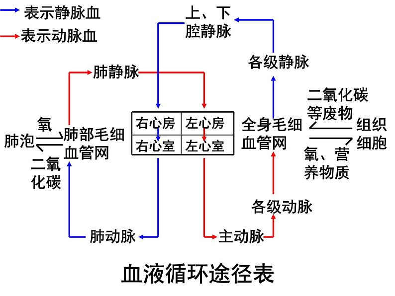 生物会考专项复习 第四章 人体内物质的运输 复习课优质课件07