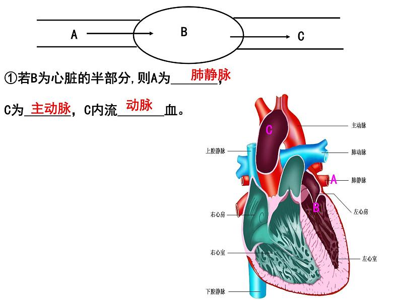 生物会考专项复习 第四章 人体内物质的运输 复习课优质课件08