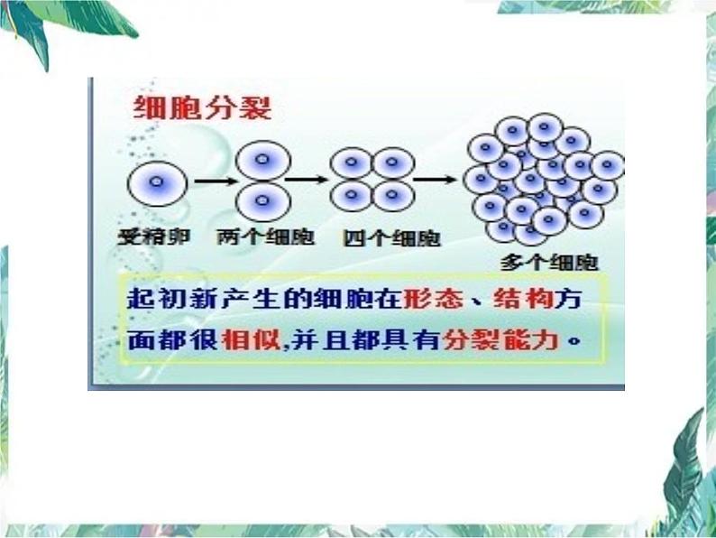 生物体的结构层次课件PPT第2页