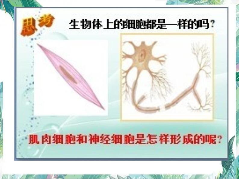 生物体的结构层次课件PPT第3页