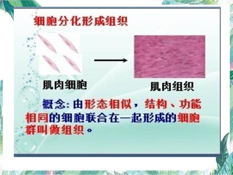 生物体的结构层次课件PPT第5页