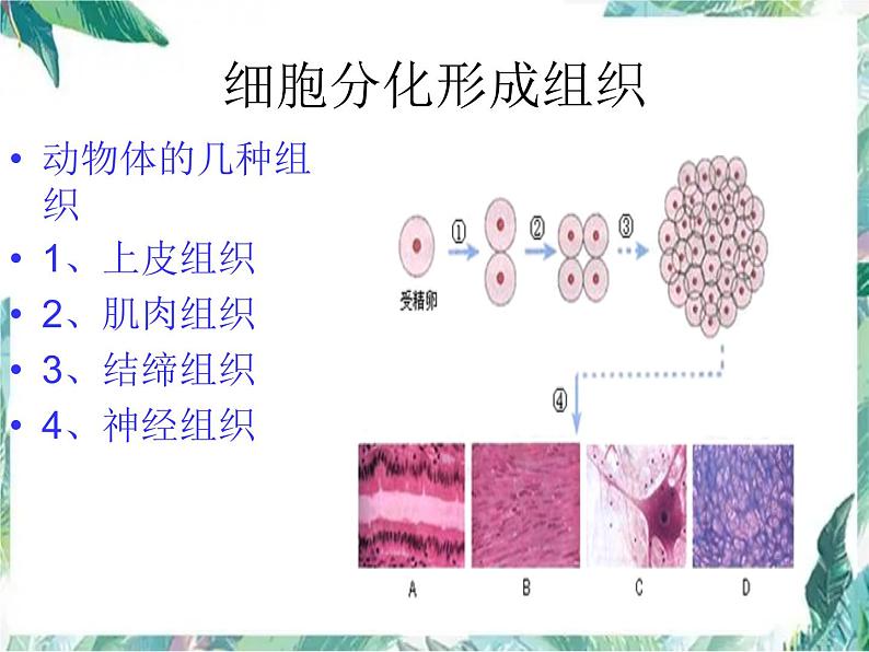 生物体的结构层次课件PPT第6页