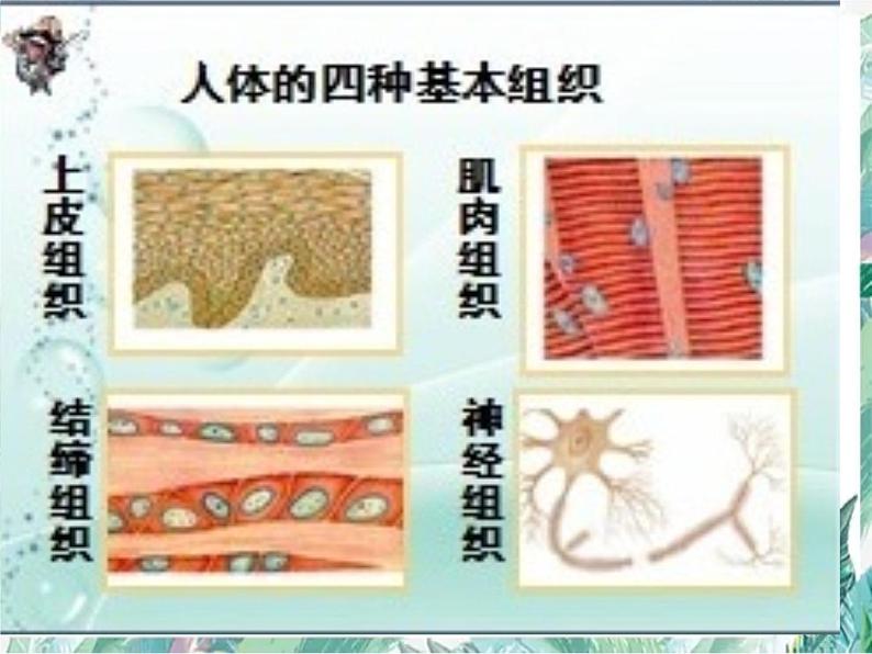 生物体的结构层次课件PPT第7页