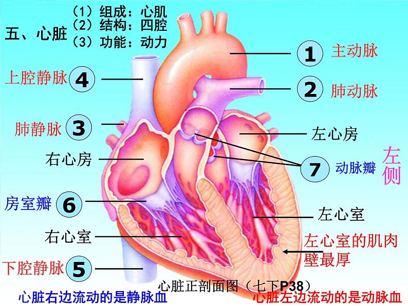 生物专题复习 第9章 《人体内的物质运输》复习优质课课件PPT第5页