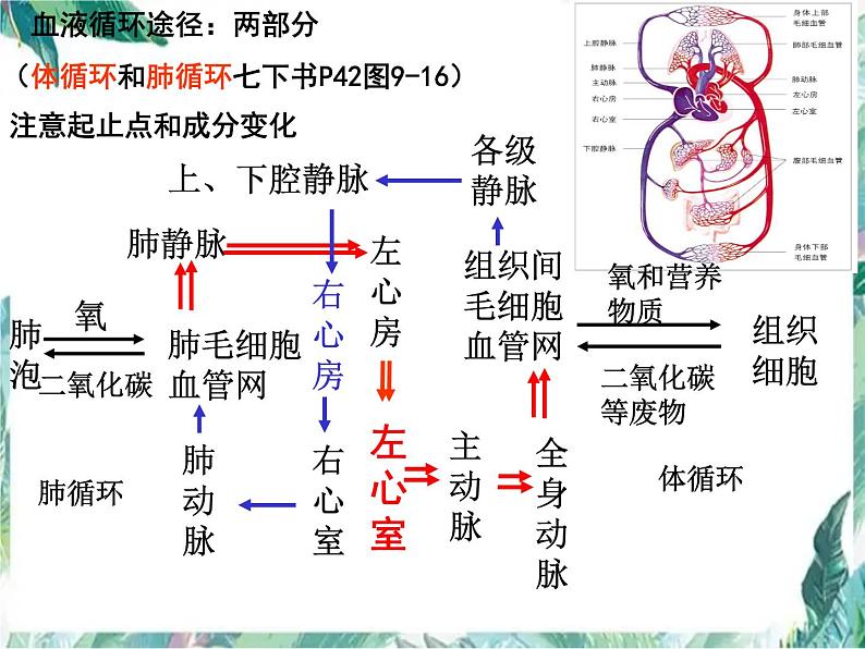 生物专题复习 第9章 《人体内的物质运输》复习优质课课件PPT第8页