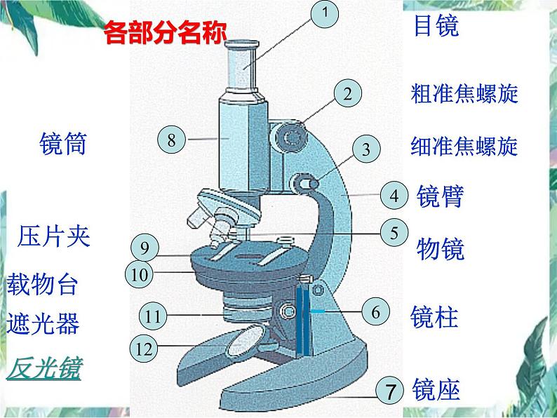 生物复习 第四章生物体的结构层次（复习课）课件PPT第3页