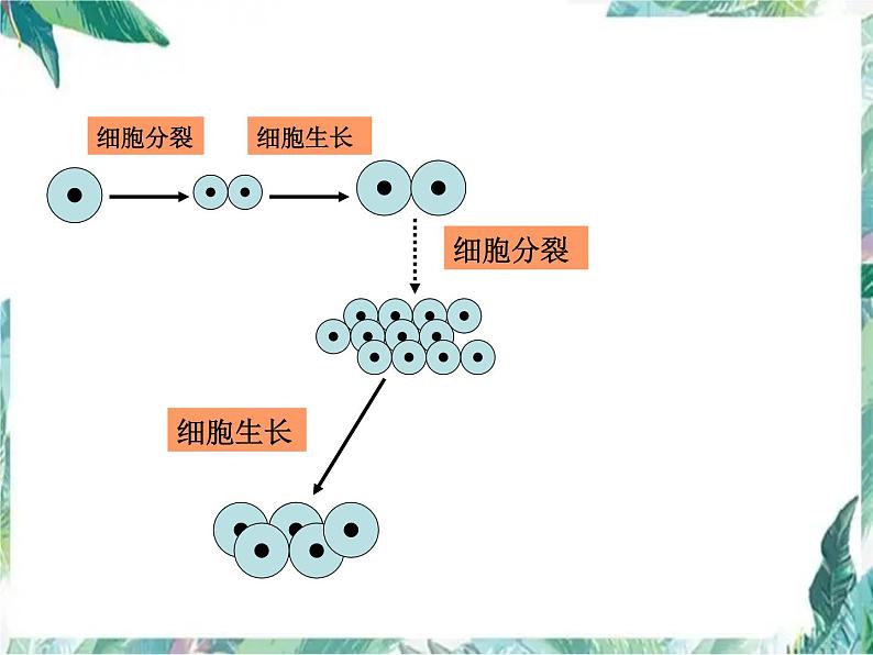 生物复习 第四章生物体的结构层次（复习课）课件PPT第8页