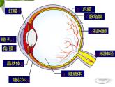 初中生物北京版七年级下册 感觉和感觉器官眼球的结构和视觉的形成部优课件