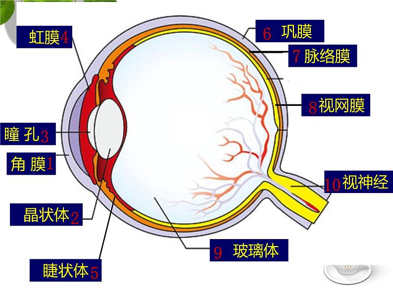 初中生物北京版七年级下册 感觉和感觉器官眼球的结构和视觉的形成部优课件05