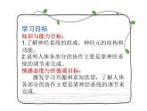 初中生物北京版七年级下册 神经系统的组成部优课件