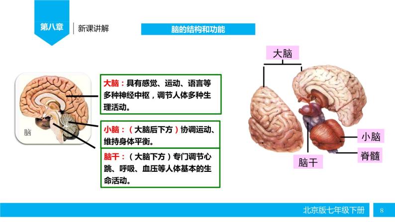 初中生物北京版七年级下册 神经系统的组成部优课件08