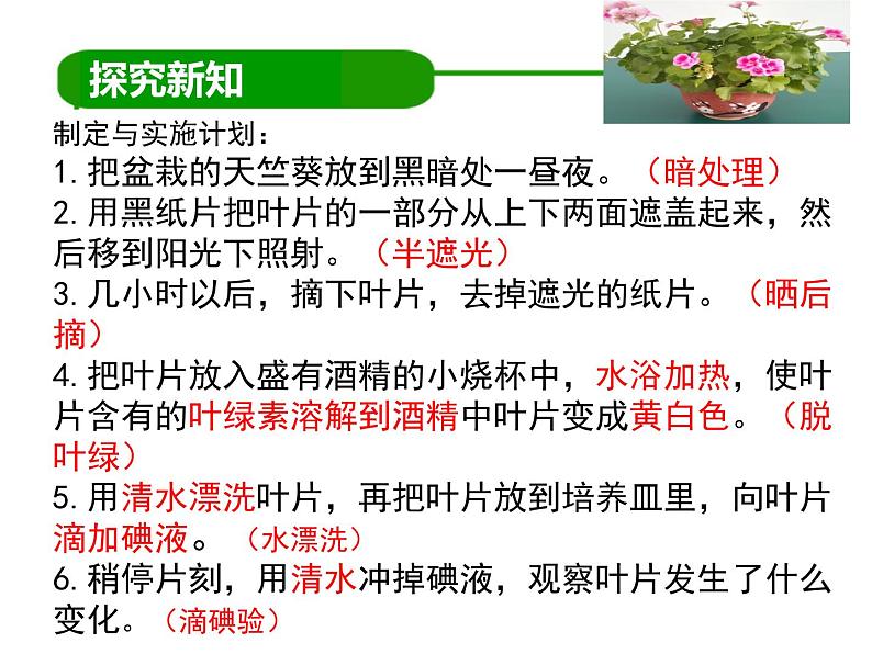 初中生物北京版七年级上册 绿色植物的光合作用绿叶在光下制造有机物部优课件06